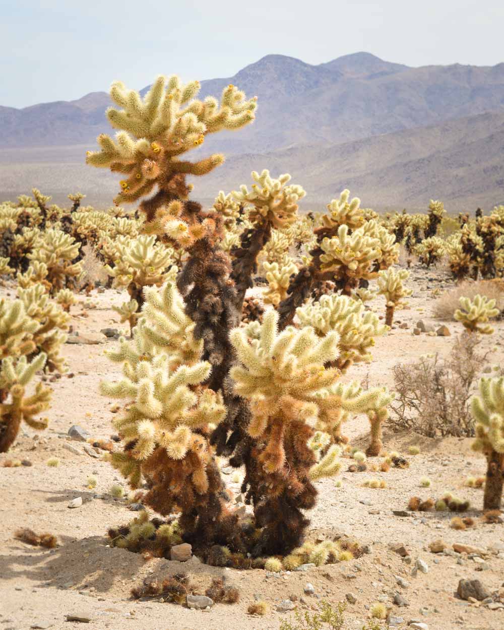 14 Best Joshua Tree Photo Spots & Instagram Spots In Joshua Tree